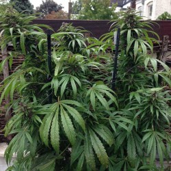 Outdoor Mix - X-Line Female Seeds