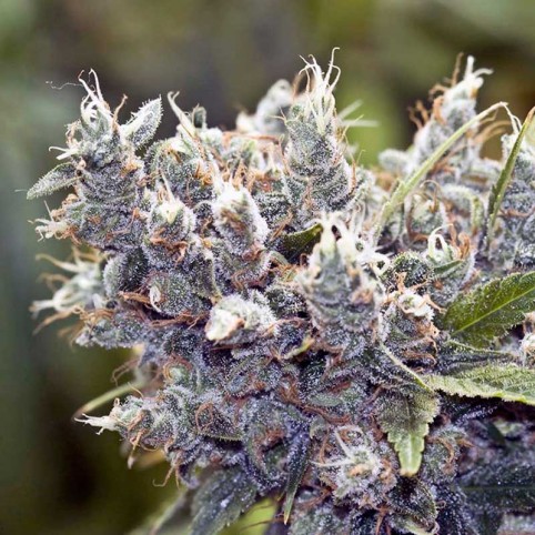 Auto White Widow x Big Bud Cannabis Seeds