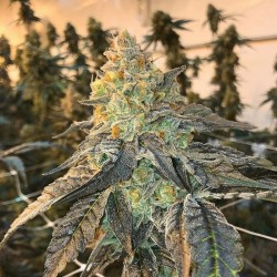 Bruce Banner - Bulk Marijuana Seeds