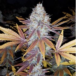 Gelato - Bulk Marijuana Seeds