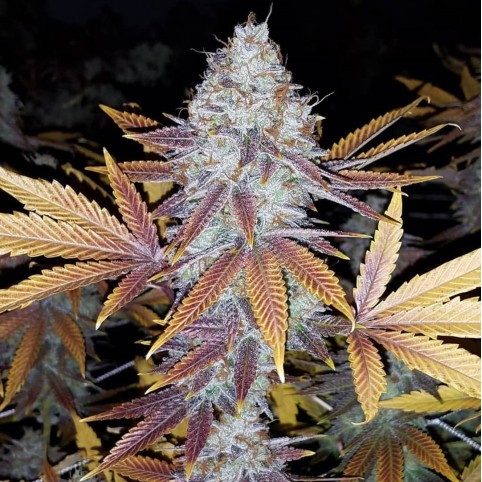 Gelato - Bulk Marijuana Seeds