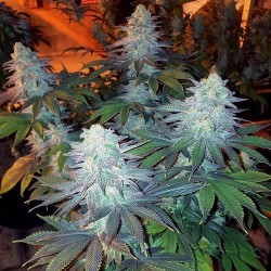 Girl Scout Cookies - Bulk Cannabis Seeds