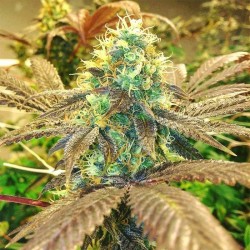 Gorilla Zkittlez - Bulk Cannabis Seeds