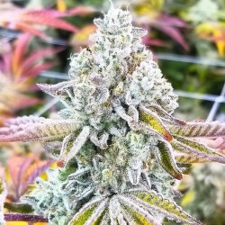 Sherbet - Bulk Cannabis Seeds