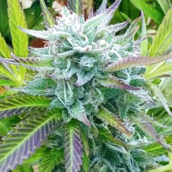 Zkittlez - Bulk Cannabis Seeds