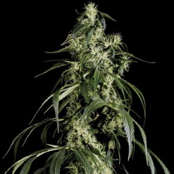 Arjan's Haze #1 Cannabis Seeds