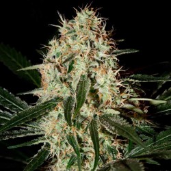 Arjan's Haze #3 Cannabis Seeds