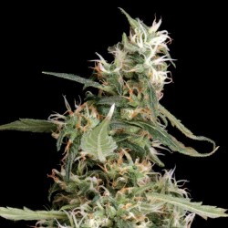 Arjan's Ultra Haze #1 Cannabis Seeds