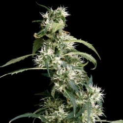 Arjan's Ultra Haze #2 Cannabis Seeds