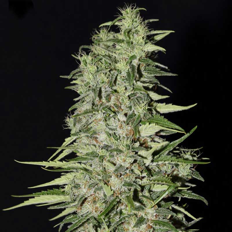 Diamond Girl is a fast hitting indica strain with big production and is per...