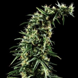 Hawaiian Snow Cannabis Seeds