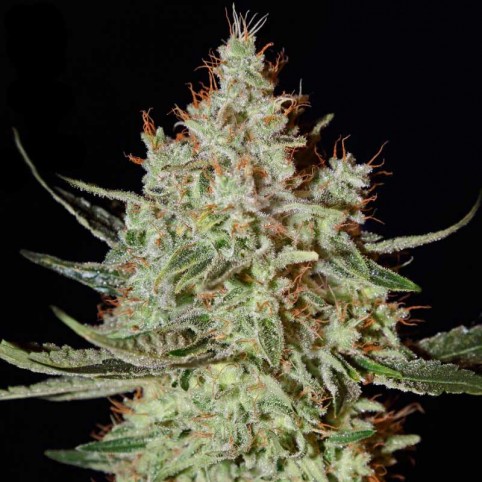 K-Train Cannabis Seeds