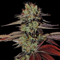 King's Kush Cannabis Seeds