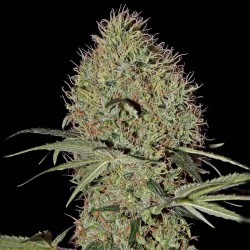 Super Bud Auto Cannabis Seeds
