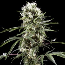 Super Lemon Haze - Cannabis Seeds
