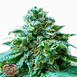 Superb O.G. Cannabis Seeds