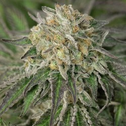 Amherst Sour Diesel - Cannabis Seeds - Humboldt Seeds