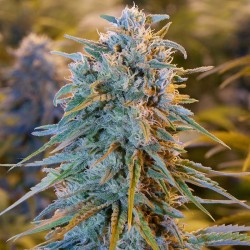 Blue Dream - Bulk Cannabis Seeds