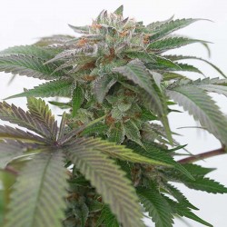 Bubba Kush 2.0 - Cannabis Seeds