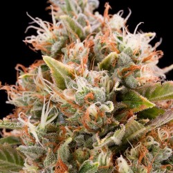 Chemdawg - Cannabis Seeds - Humboldt Seeds