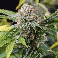 Mango Sapphire - Cannabis Seeds - Humboldt