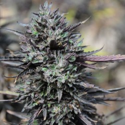 Purple Trainwreck - Cannabis Seeds