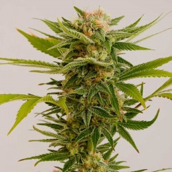 Sour Diesel - Bulk Cannabis Seeds