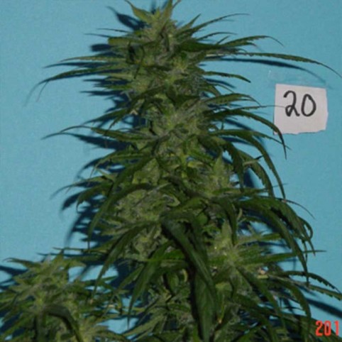 Blue Hawaiian Sativa Cannabis Seeds