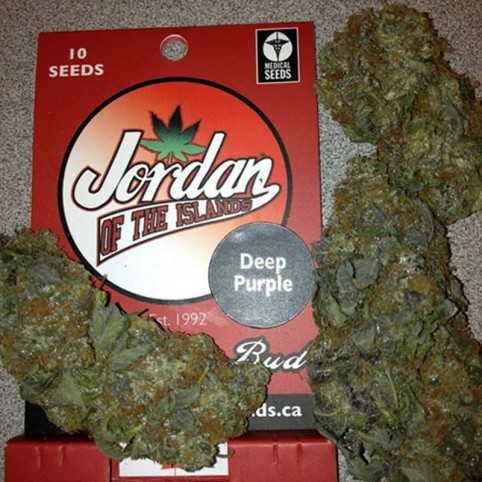 Deep Purple Cannabis Seeds