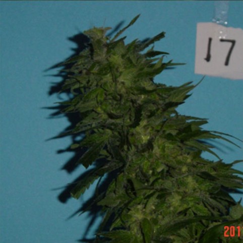 Skunkberry Cannabis Seeds