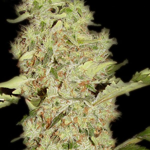 Bubblegum Cannabis Seeds