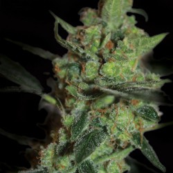 California Nuggets - Marijuana Seeds