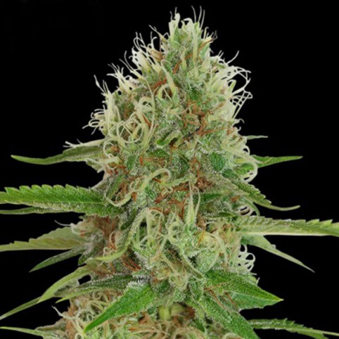 Medical White Widow - Marijuana Seeds