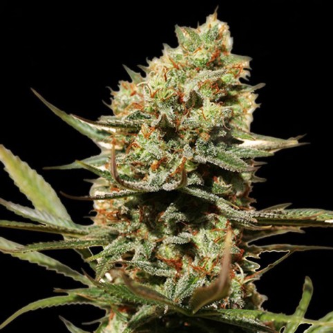 NLX Special Cannabis Seeds