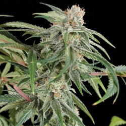 Premium Diesel Cannabis Seeds