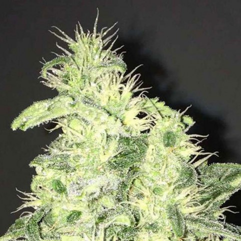 Supreme CBD Kush Cannabis Seeds