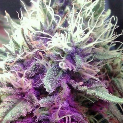 White Castle Cannabis Seeds