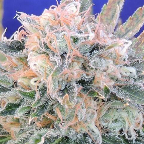 Auto Blueberry Ghost OG - Cannabis Seeds