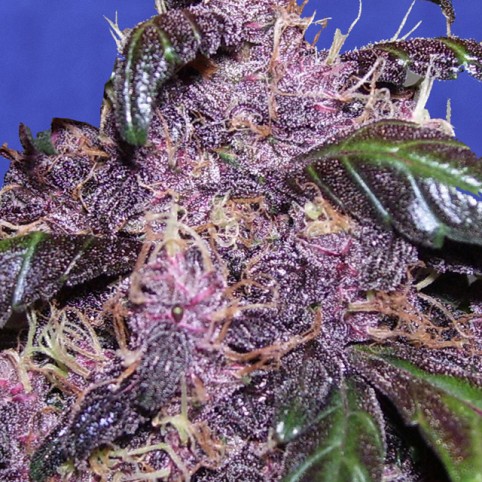 Auto Purple Cannabis Seeds