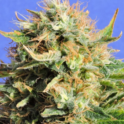 Chronic Lights Cannabis Seeds
