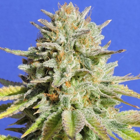 Gorilla Glue #4 - Cannabis Seeds