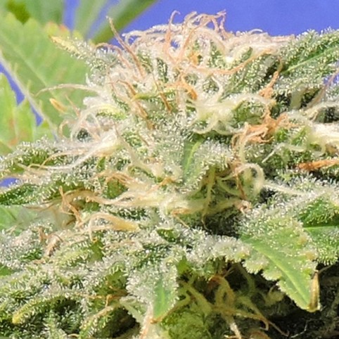 Kali AK Cannabis Seeds