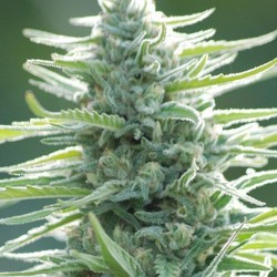 Pure Africa Cannabis Seeds