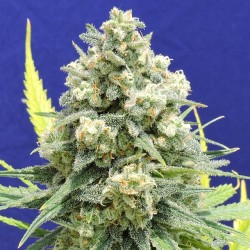 White Critical Cannabis Seeds