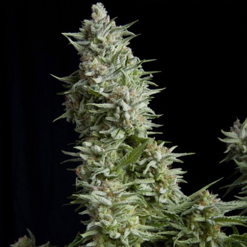 Alpujarrena Cannabis Seeds