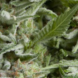 Auto Alpujarrena Cannabis Seeds