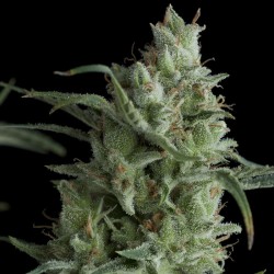 Kryptonite Cannabis Seeds