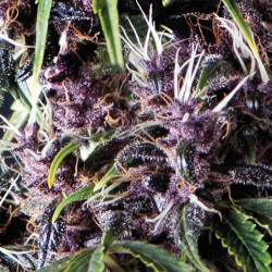 Auto Purple - Bulk Cannabis Seeds