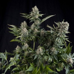 Auto Widow - Bulk Cannabis Seeds