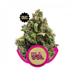 Candy Kush Exp. Fast V Cannabis Seeds